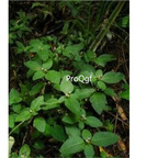 19usd Ngryise 3000Pcs A Set Limnophila rugosa seed