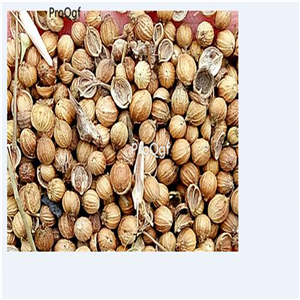 19usd Ngryise 3000Pcs A Set Limnophila rugosa seed