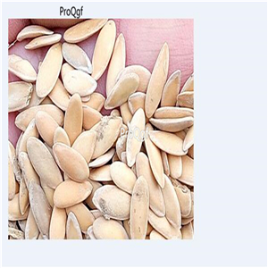 19usd Ngryise 3000Pcs A Set yugu sweet melon seed