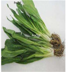19usd ngryise 3000pcs a set big  Coriandrum sativum seed