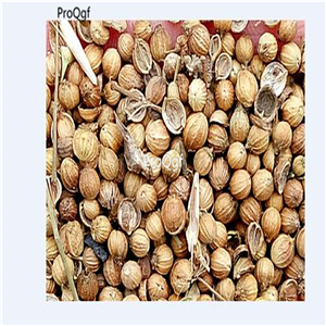 19usd ngryise 3000pcs a set big  Coriandrum sativum seed
