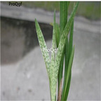 19usd ngryise 500pcs Pandan seed