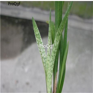 19usd ngryise 500pcs Pandan seed