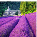 19usd Ngryise 6000Pcs A Set Lavandula angustifolia seed