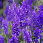 19usd Ngryise 6000Pcs A Set Lavandula pinnata Lundmark seed