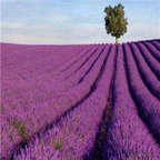 19usd ngryise 6000pcs Lavandula stoechas seed