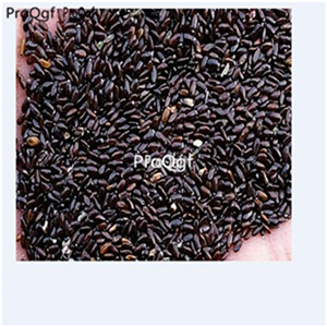 19usd ngryise 6000pcs Lavandula stoechas seed