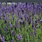 19usd ngryise 6000pcs    Spike lavender seed