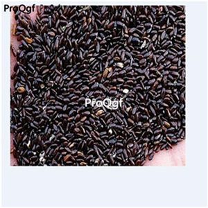 19usd ngryise 6000pcs    Spike lavender seed