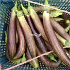 19usd ngryise 3000pcs thailand zhusi eggplant seed