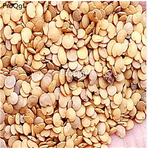 19usd ngryise 3000pcs thailand zhusi eggplant seed
