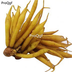 19usd Ngryise 5Pcs A Set thailand Kaempferia root