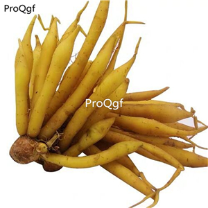 19usd Ngryise 5Pcs A Set thailand Kaempferia root
