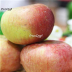 19usd Ngryise 3000pcs a set Shandong yantai xiaoguoguang apple fruit seed