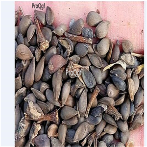 19usd Ngryise 3000pcs a set Shandong yantai xiaoguoguang apple fruit seed