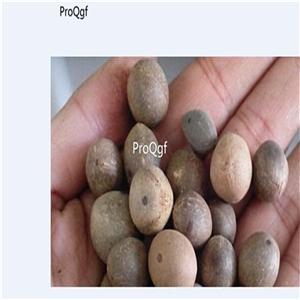 19usd Ngryise 30pcs a set Cocos nucifera coconut seed