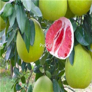 19usd Ngryise 50pcs a set   Red pomelo  seed