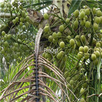 19usd Ngryise 30Pcs A Set Coquito nut Baby coconuts  seed