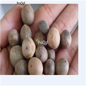 19usd Ngryise 30Pcs A Set Coquito nut Baby coconuts  seed