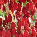 19usd Ngryise 30Pcs A Set Cyrtostachys renda Blume red coconut seed