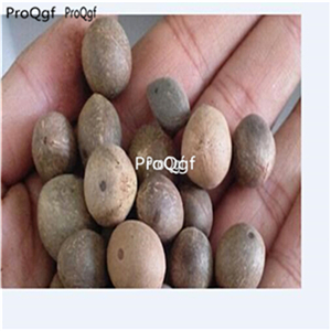 19usd Ngryise 30Pcs A Set Cyrtostachys renda Blume red coconut seed