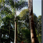 19usd ngryise 30pcs  Normanbya normanbyi  seed