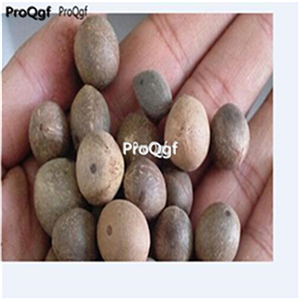 19usd ngryise 30pcs  Normanbya normanbyi  seed