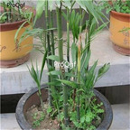 19usd ngryise 30pcs   Pritchardia gaudichaudii  seed