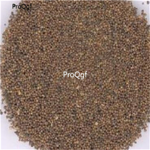 19usd Ngryise 6000Pcs A Set   Nom Ebara  seed