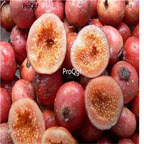 19usd Ngryise 100Pcs A Set Ficus tikoua seed