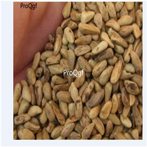 19usd Ngryise 100Pcs A Set Ficus tikoua seed