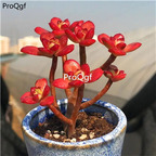 19usd Ngryise 2Pcs A Set jimu succulent plant