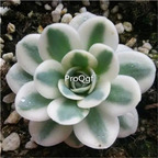 29usd ngryise 1pcs Orostachys iwarenge plant