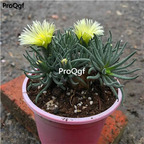 19usd Ngryise 1Pcs A Set Phyllobolus resurgens plant