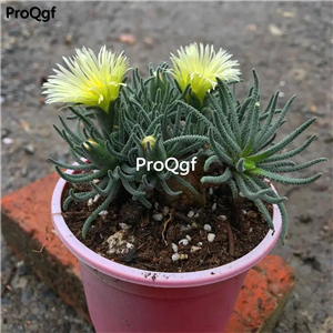 19usd Ngryise 1Pcs A Set Phyllobolus resurgens plant
