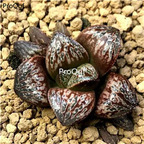 69usd ngryise 1pcs Echeveria Ocean Rose yinjiameigui plant