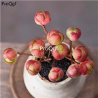 19usd ngryise 1pcs olive rose succulent plant