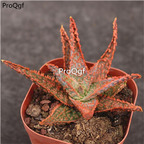 29usd Ngryise 2Pcs A Set christmas aloe plant