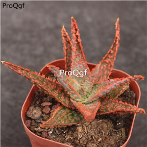 29usd Ngryise 2Pcs A Set christmas aloe plant