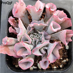 69usd Ngryise 1Pcs A Set zhubizi like pig nose succulent plant