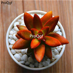 19usd ngryise 2pcs Sedum Adolphii Firestorm plant
