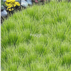 19usd Ngryise 6000Pcs A Set Wheat Grass seed