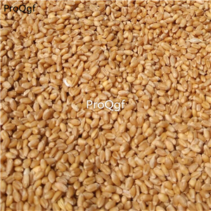 19usd Ngryise 6000Pcs A Set Wheat Grass seed