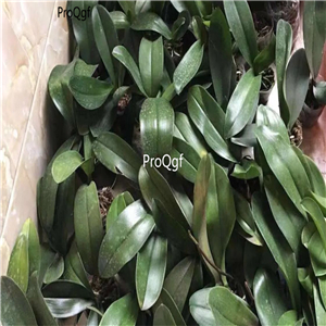 19usd Ngryise 2Pcs A Set Phalaenopsis aphrodite  plant