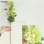 19usd Ngryise 500Pcs A Set dahlia seed
