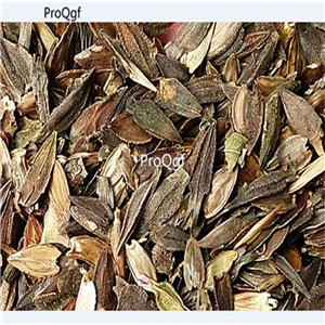 19usd Ngryise 500Pcs A Set dahlia seed