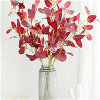 19usd Ngryise 3000Pcs A Set rare Eucalyptus seed