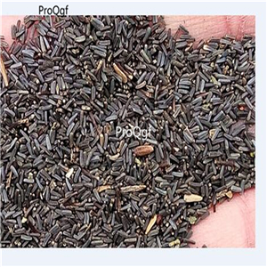19usd ngryise 3000pcs Dragon Claw Crab Chrysanthemum seed
