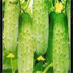 19usd ngryise 2000pcs High-yielding autumn Fruit cucumber seed