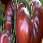 19usd Ngryise 6000Pcs A Set  Rare black TOMATO heirloom VEGETABLE seed